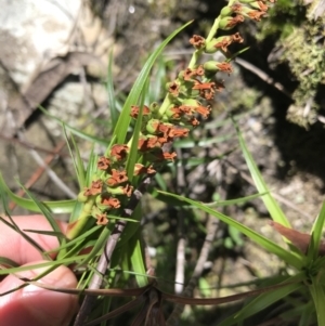 Dracophyllum secundum at Bundanoon, NSW - 14 Nov 2021 11:04 AM