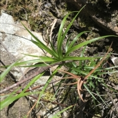 Dracophyllum secundum at Bundanoon, NSW - 14 Nov 2021 11:04 AM