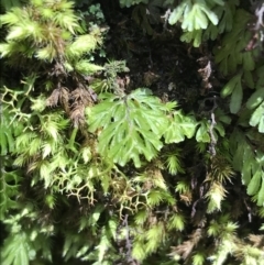 Hymenophyllum cupressiforme (Common Filmy Fern) at Wingecarribee Local Government Area - 14 Nov 2021 by Tapirlord