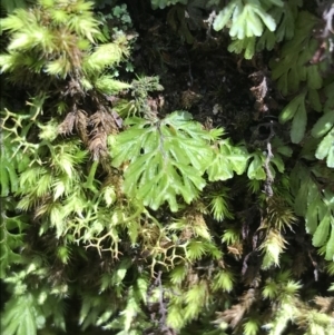 Hymenophyllum cupressiforme at Bundanoon, NSW - suppressed