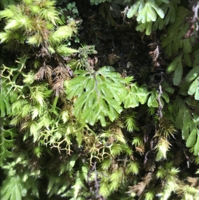 Hymenophyllum cupressiforme (Common Filmy Fern) at Bundanoon, NSW - 14 Nov 2021 by Tapirlord