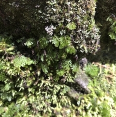 Hymenophyllum cupressiforme at Bundanoon, NSW - 14 Nov 2021