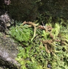 Hymenophyllum cupressiforme at Bundanoon, NSW - suppressed