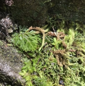 Hymenophyllum cupressiforme at Bundanoon, NSW - suppressed