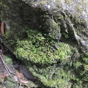 Hymenophyllum cupressiforme at Bundanoon, NSW - suppressed