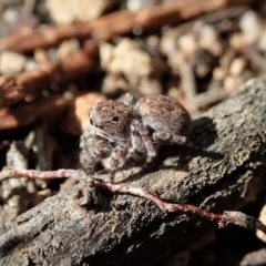 Euophryinae sp.(Undescribed) (subfamily) at Strathnairn, ACT - 16 Nov 2021 by CathB