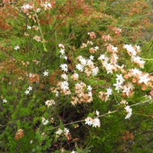 Calytrix tetragona at Molonglo Valley, ACT - 21 Nov 2021