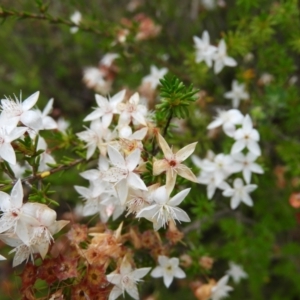 Calytrix tetragona at Molonglo Valley, ACT - 21 Nov 2021