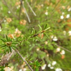 Calytrix tetragona at Molonglo Valley, ACT - 21 Nov 2021