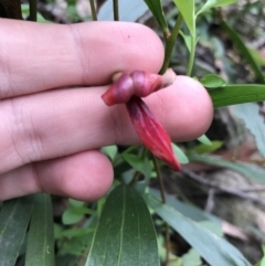 Kennedia rubicunda (Dusky Coral Pea) at Bundanoon - 14 Nov 2021 by Tapirlord