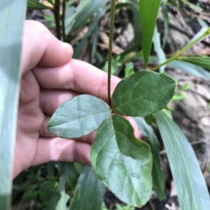 Kennedia rubicunda at Bundanoon, NSW - 14 Nov 2021 11:06 AM