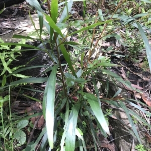 Kennedia rubicunda at Bundanoon, NSW - 14 Nov 2021