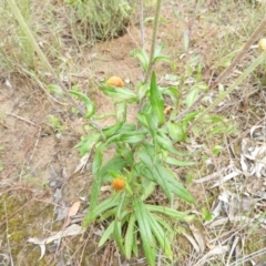 Coronidium oxylepis subsp. lanatum at Molonglo Valley, ACT - 21 Nov 2021