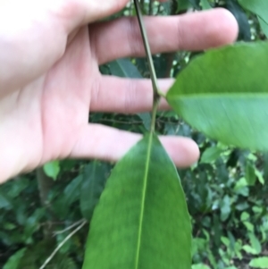 Ceratopetalum apetalum at Bundanoon, NSW - 14 Nov 2021