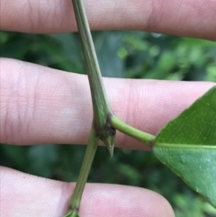 Ceratopetalum apetalum at Bundanoon, NSW - 14 Nov 2021