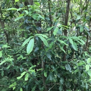 Ceratopetalum apetalum at Bundanoon, NSW - 14 Nov 2021