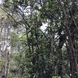 Ceratopetalum apetalum at Bundanoon, NSW - 14 Nov 2021