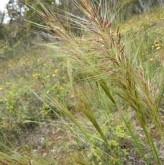 Austrostipa densiflora (Foxtail Speargrass) at Black Mountain - 21 Nov 2021 by MatthewFrawley