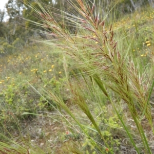 Austrostipa densiflora at Molonglo Valley, ACT - 21 Nov 2021 12:05 PM