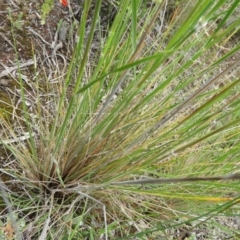 Austrostipa densiflora at Molonglo Valley, ACT - 21 Nov 2021