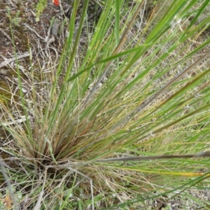 Austrostipa densiflora at Molonglo Valley, ACT - 21 Nov 2021