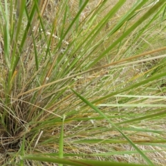 Austrostipa densiflora at Molonglo Valley, ACT - 21 Nov 2021