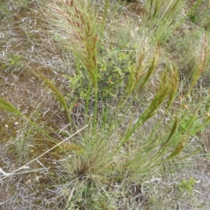 Austrostipa densiflora at Molonglo Valley, ACT - 21 Nov 2021 12:05 PM