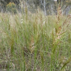 Austrostipa densiflora at Molonglo Valley, ACT - 21 Nov 2021