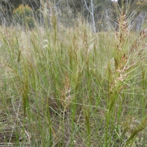 Austrostipa densiflora at Molonglo Valley, ACT - 21 Nov 2021 12:05 PM