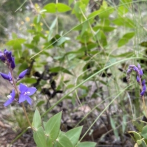 Veronica perfoliata at Kowen, ACT - 22 Nov 2021 09:58 AM