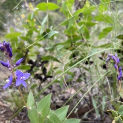 Veronica perfoliata (Digger's Speedwell) at Molonglo Gorge - 22 Nov 2021 by JJJ