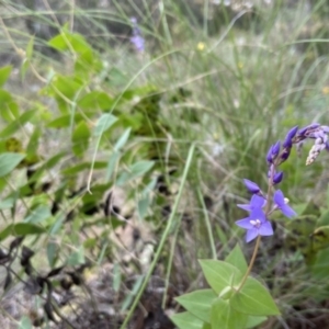 Veronica perfoliata at Kowen, ACT - 22 Nov 2021 09:58 AM