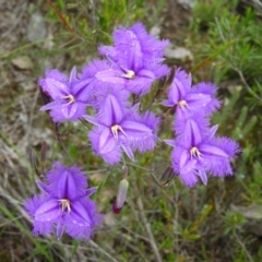 Thysanotus tuberosus subsp. tuberosus (Common Fringe-lily) at Black Mountain - 21 Nov 2021 by MatthewFrawley