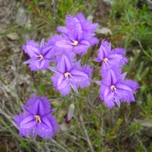 Thysanotus tuberosus subsp. tuberosus at Molonglo Valley, ACT - 21 Nov 2021 12:07 PM