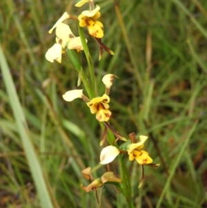 Diuris sulphurea at Molonglo Valley, ACT - 21 Nov 2021