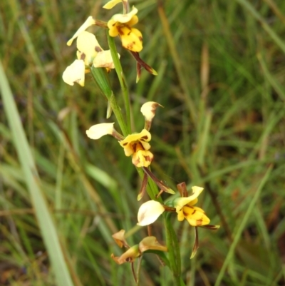 Diuris sulphurea (Tiger Orchid) at Black Mountain - 21 Nov 2021 by MatthewFrawley