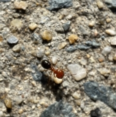 Melophorus sp. (genus) (Furnace ant) at QPRC LGA - 22 Nov 2021 by Steve_Bok