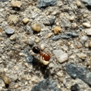 Melophorus sp. (genus) at Jerrabomberra, NSW - 22 Nov 2021