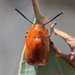 Aporocera (Aporocera) haematodes (A case bearing leaf beetle) at QPRC LGA - 22 Nov 2021 by Steve_Bok