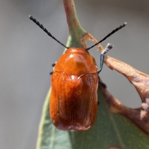 Aporocera (Aporocera) haematodes at Jerrabomberra, NSW - 22 Nov 2021