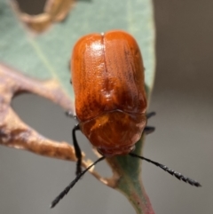 Aporocera (Aporocera) haematodes at Jerrabomberra, NSW - 22 Nov 2021