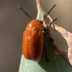 Aporocera (Aporocera) haematodes at Jerrabomberra, NSW - 22 Nov 2021