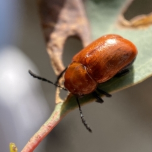 Aporocera (Aporocera) haematodes at Jerrabomberra, NSW - 22 Nov 2021