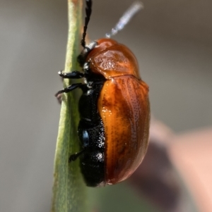 Aporocera (Aporocera) haematodes at Jerrabomberra, NSW - 22 Nov 2021