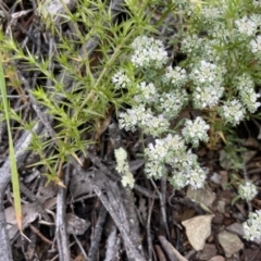 Poranthera microphylla (Small Poranthera) at Molonglo Gorge - 22 Nov 2021 by JJJ