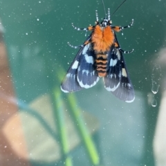 Phalaenoides glycinae (Grapevine Moth) at Aranda, ACT - 25 Oct 2021 by JJJ