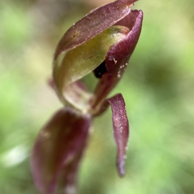 Chiloglottis trapeziformis (Diamond Ant Orchid) at Acton, ACT - 22 Nov 2021 by AJB