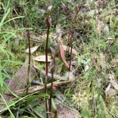 Chiloglottis trapeziformis at Acton, ACT - suppressed