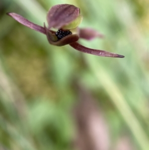 Chiloglottis trapeziformis at Acton, ACT - 22 Nov 2021