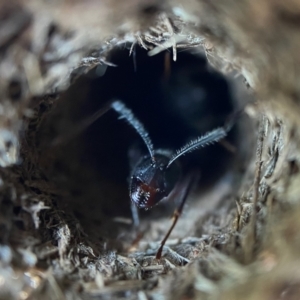 Camponotus intrepidus at Acton, ACT - 22 Nov 2021